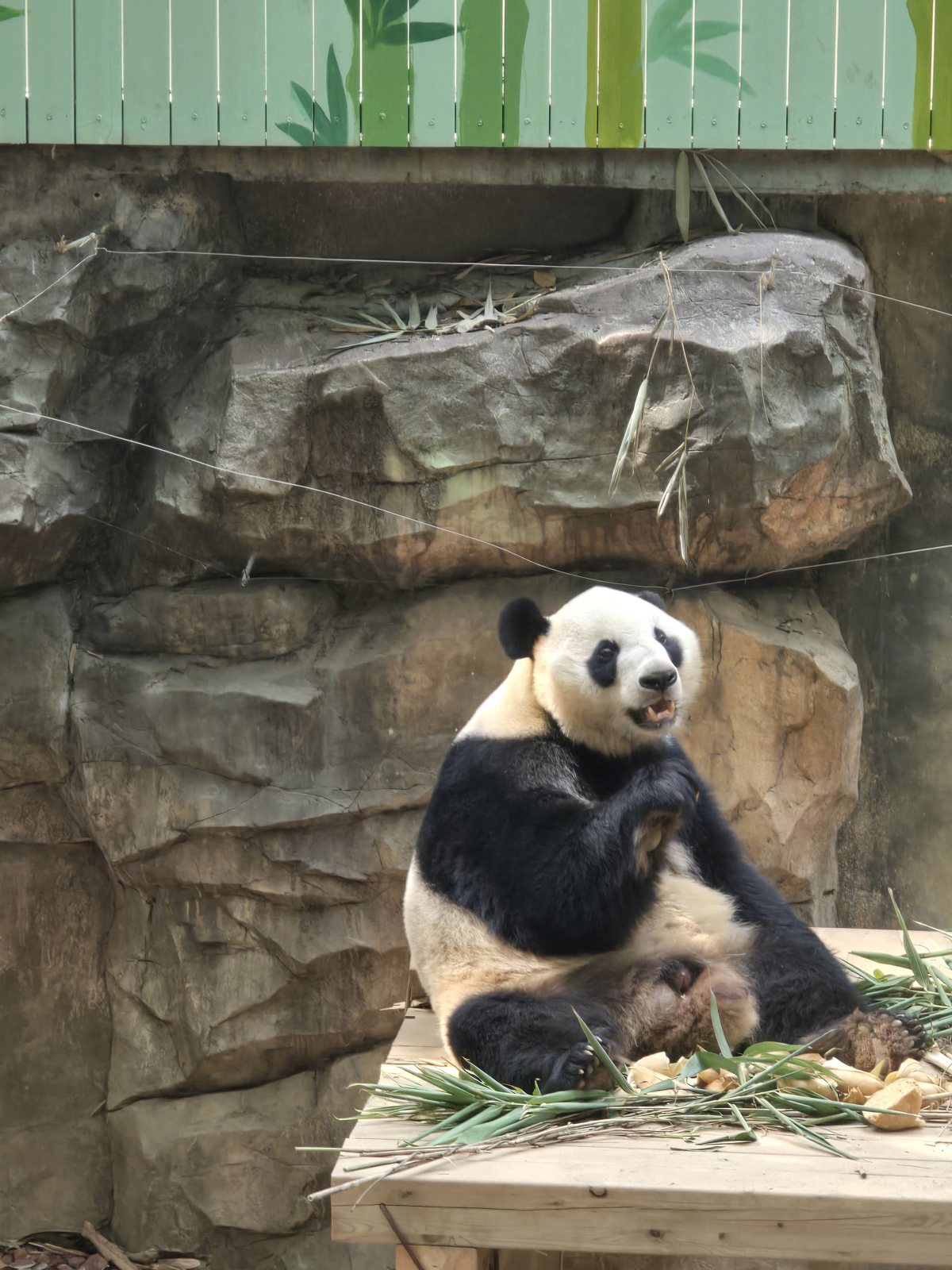 A panda