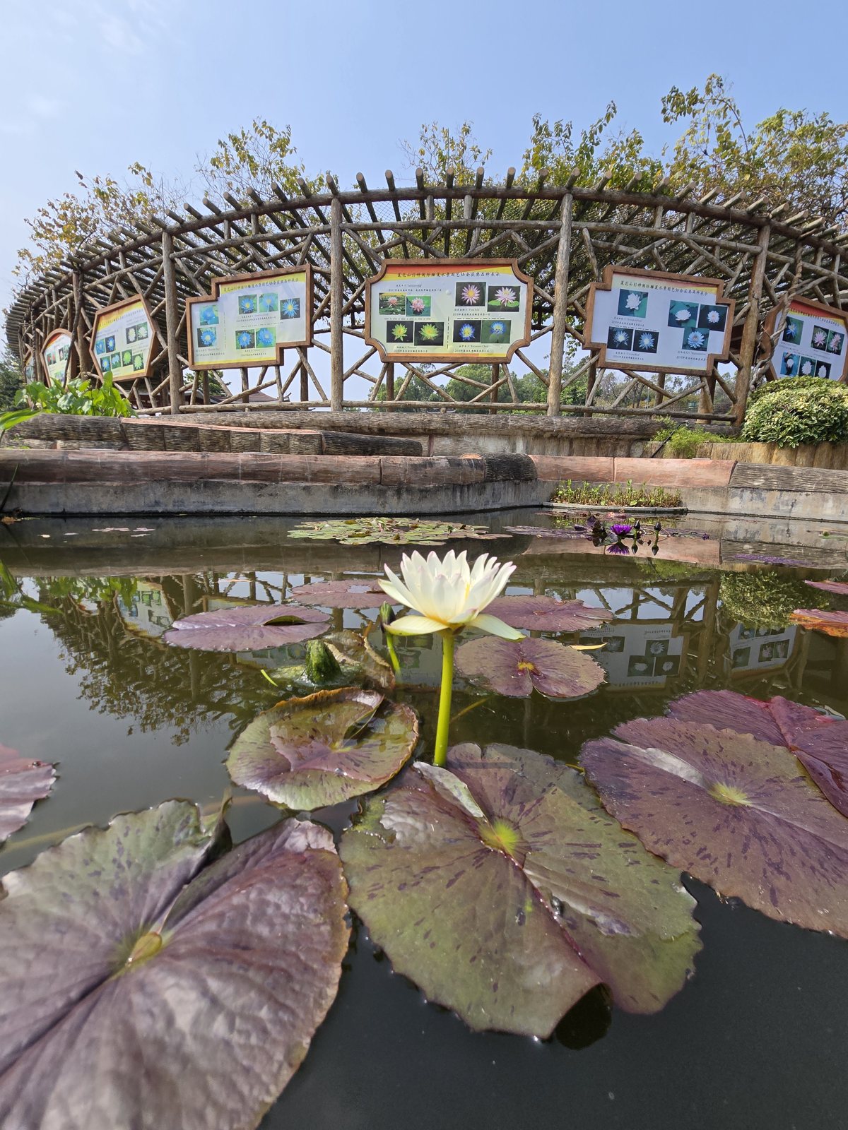 A park with lotus flowers
